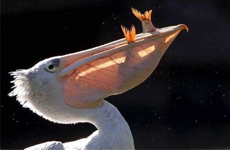 Fóssil de Pelicano Embaraça Evolucionistas | No princípio ...