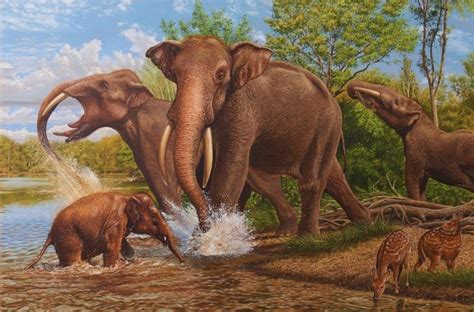 Fossil elephant species from the Augsburg Region, Germany by Karol ...