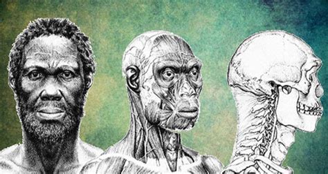 Fóssil humano: 8 exemplos mais antigos   Mega Curiosidades