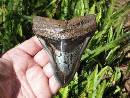 Fossil Megalodon Shark Tooth for Sale