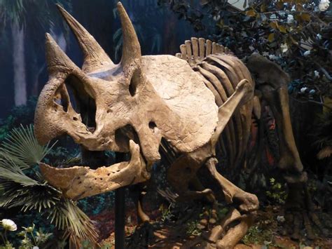 Fossilguy.com: Triceratops Dinosaur Facts and Information ...