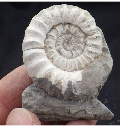 Fossils For Sale | Fossils UK.com | Jurassic Ammonite from ...
