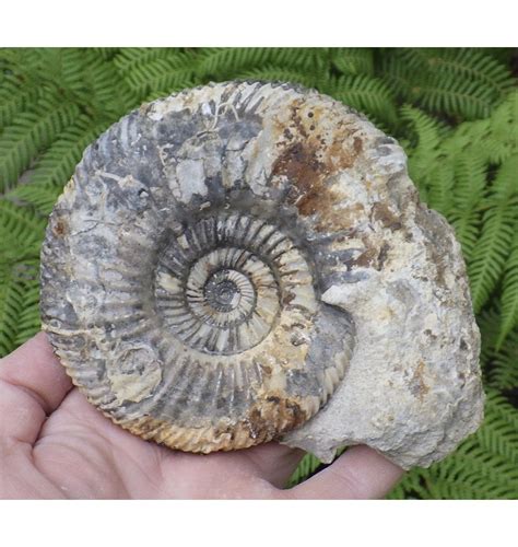 Fossils UK.com | Middle Jurassic Ammonite from Dorset, England ...