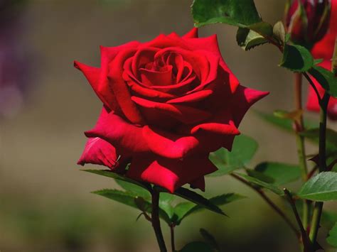 foto de fotos de rosas.jpg  1600×1200  | Fotos de rosas, Rosas ...