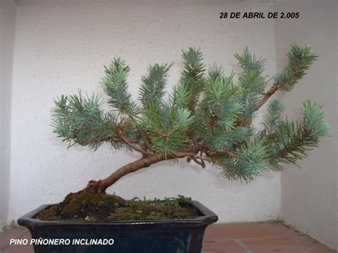 Foto de pino piñonero  Pinus pinea  en bonsái inclinado