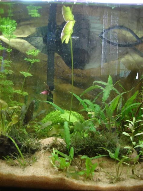 Foto de planta acuática en acuario