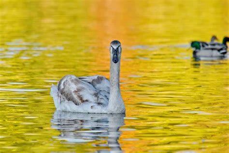 Foto de reflexo água patos habitat cisne brilho dourado aves ...