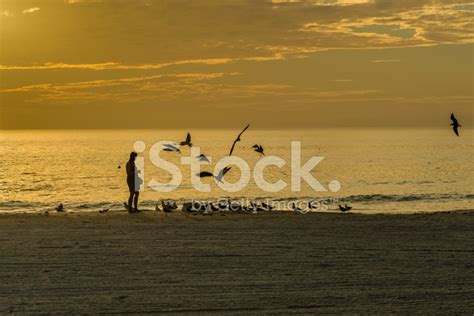 Foto De Stock Alimentando Las Gaviotas En La Playa En El Crepúsculo ...