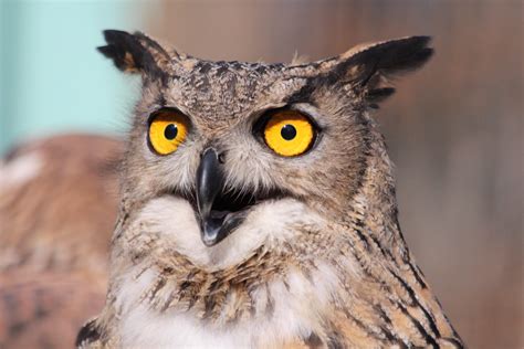 Foto de stock gratuita sobre animal, aviar, búho