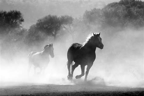 Foto de stock gratuita sobre animales, blanco y negro, caballos