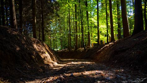 Foto de stock gratuita sobre bosque, fondo de pantalla HD ...