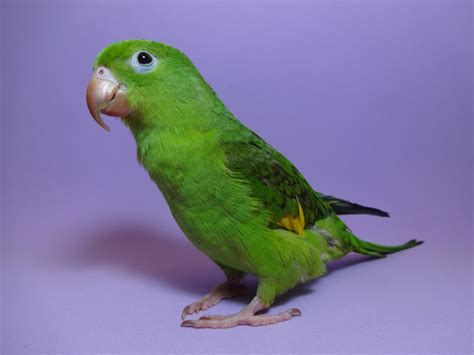 Foto de stock gratuita sobre pajaro verde, Paloma, perico