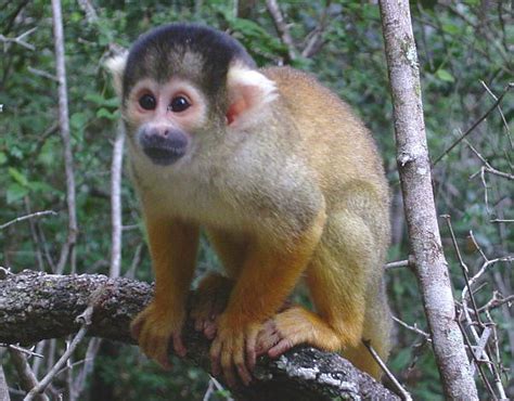 Foto de un Tití, el pequeño mono del Amazonas