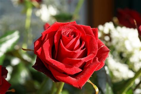 Foto de una rosa roja :: Imágenes y fotos