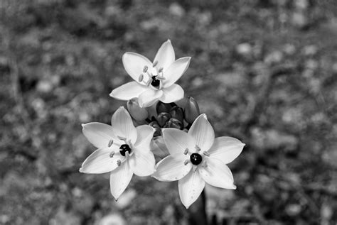 FOTO digitalhambra: Flores ¿En Blanco y Negro?