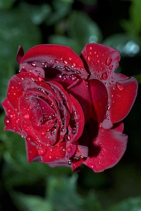 Foto   Google+ | Beautiful flowers, Beautiful red roses, Beautiful roses