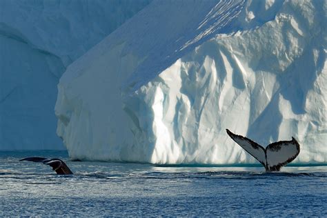 Foto Groenlandia, viaggio nella fabbrica degli iceberg ...