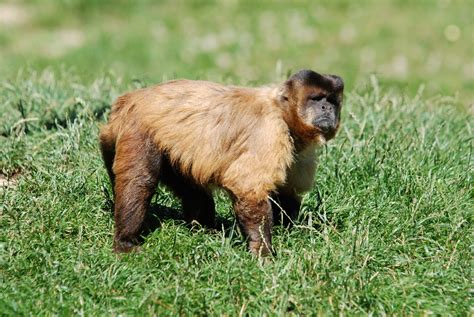 Foto: Mono capuchino