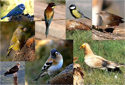 Foto Natura Huesca: Canto de pájaros canto pajaros le chant des oiseaux ...