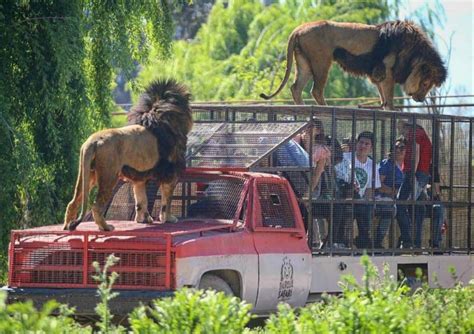 Foto: Se ubica en Chile | El zoo en el que los animales ...