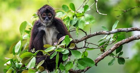 FOTO: Un mono araña bebé en peligro de extinción es hallado en un auto ...