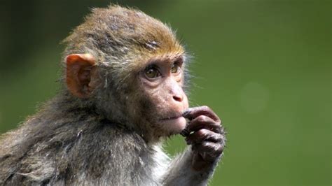 Foto: un mono utilizó el teléfono de su cuidadora para ...