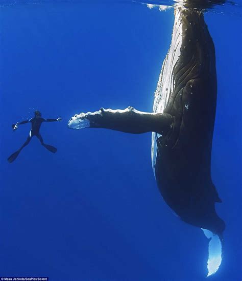 FOTOGALERÍA: El sorprendente momento en que una ballena ...