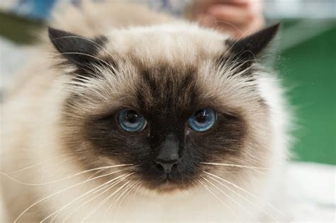FOTOGALERÍA: Los gatos más espectaculares del mundo: Los ...