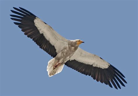 Fotografía Alimoche común  Egyptian Vulture  de Salvador ...