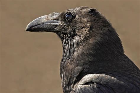 Fotografía Cuervo grande  Common Raven  de Salvador Solé ...