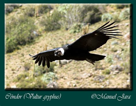 Fotografia de fauna chilena: Cóndor  Vultur gryphus