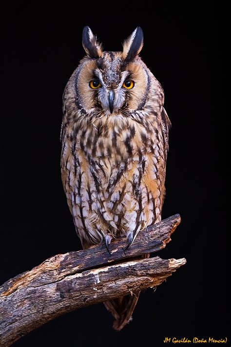 Fotografía de Naturaleza   JM Gavilán: Búho chico  Asio otus