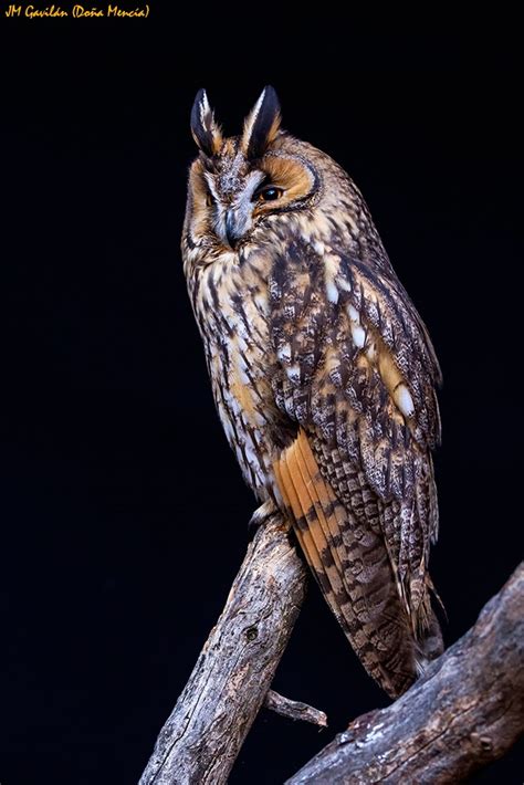 Fotografía de Naturaleza   JM Gavilán: Búho chico  Asio otus