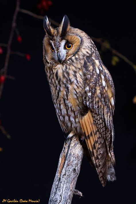 Fotografía de Naturaleza   JM Gavilán: Búho chico  Asio otus