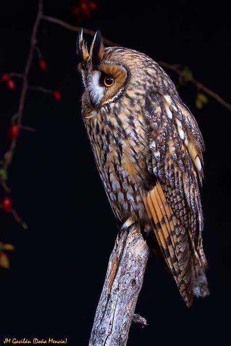 Fotografía de Naturaleza   JM Gavilán: Búho chico  Asio otus