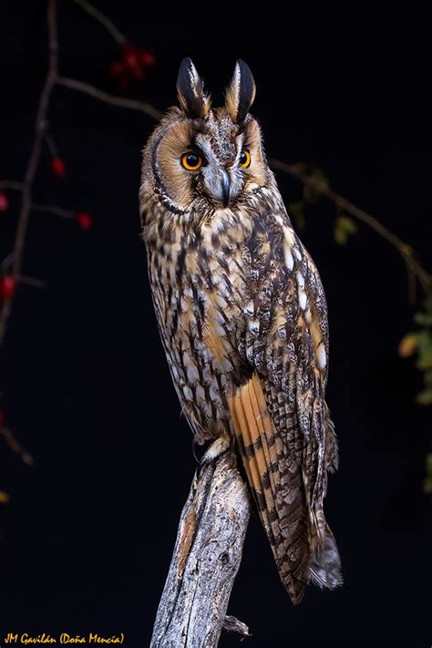 Fotografía de Naturaleza   JM Gavilán: Búho chico  Asio otus