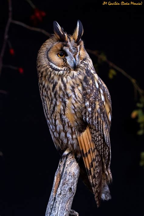 Fotografía de Naturaleza   JM Gavilán: Búho chico  Asio otus