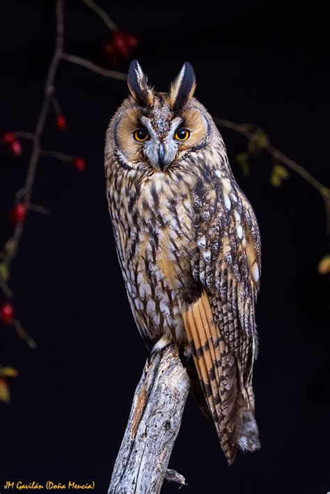 Fotografía de Naturaleza   JM Gavilán: Búho chico  Asio otus