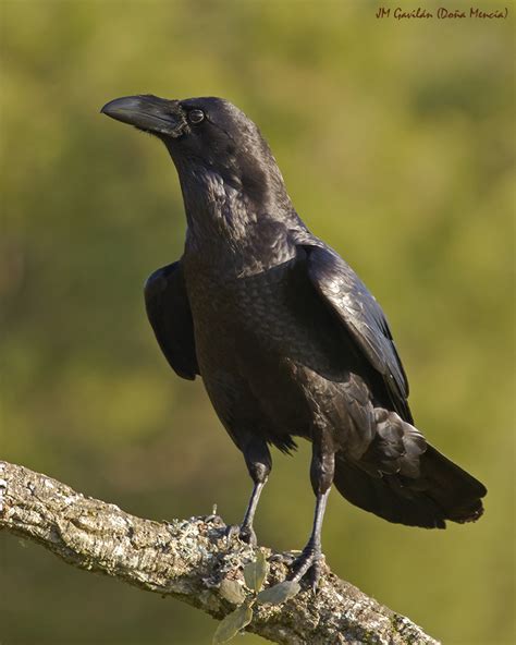 Fotografía de Naturaleza   JM Gavilán: Cuervo común ...