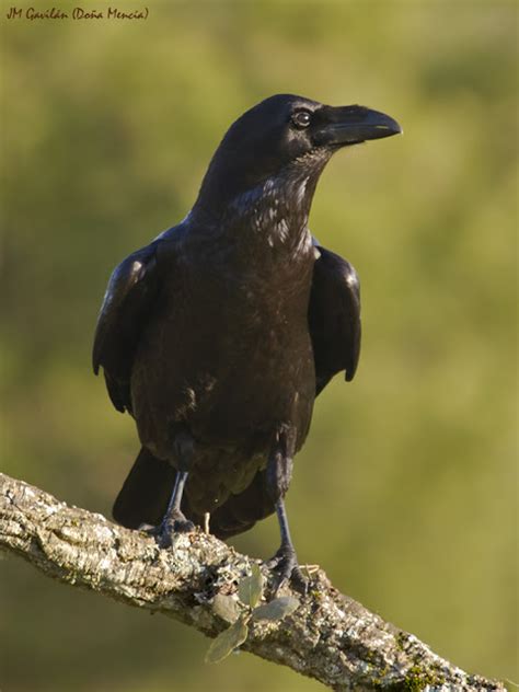 Fotografía de Naturaleza   JM Gavilán: Cuervo común ...