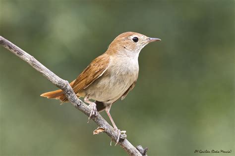 Fotografía de Naturaleza   JM Gavilán: Ruiseñor común ...