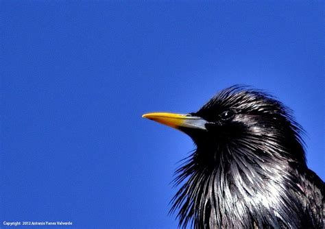 Fotografía en la Naturaleza: ESTORNINO NEGRO  Sturnus ...