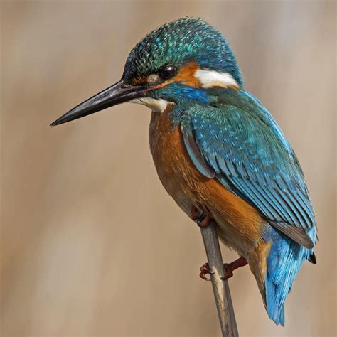 Fotografía Martín pescador común  Common Kingfisher  II de ...