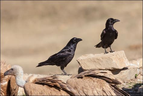 Fotografía y Conservación: Cuervo Común  Corvus corax