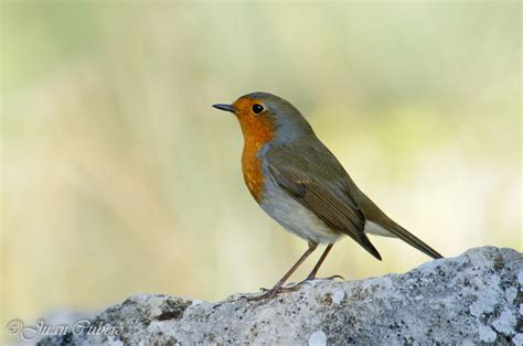 FOTOGRAFÍA y NATURALEZA: Las aves insectívoras invernantes ...