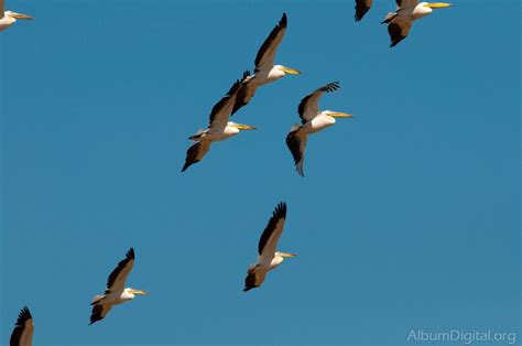 Fotografiar Aves En Vuelo : Fotografiar aves en vuelo I   Blog de ...