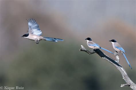 Fotografiar aves en vuelo II   Blog de fotografía y naturaleza