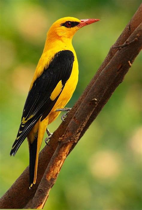 Fotografias aves: Foto de exotico pajarito amarillo y negro