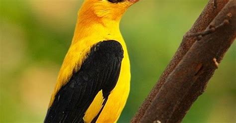 Fotografias aves: Foto de exotico pajarito amarillo y negro