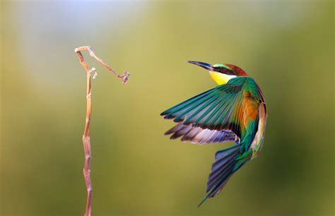 Fotografias aves: Hermosa imagen de pajarito colorido ...